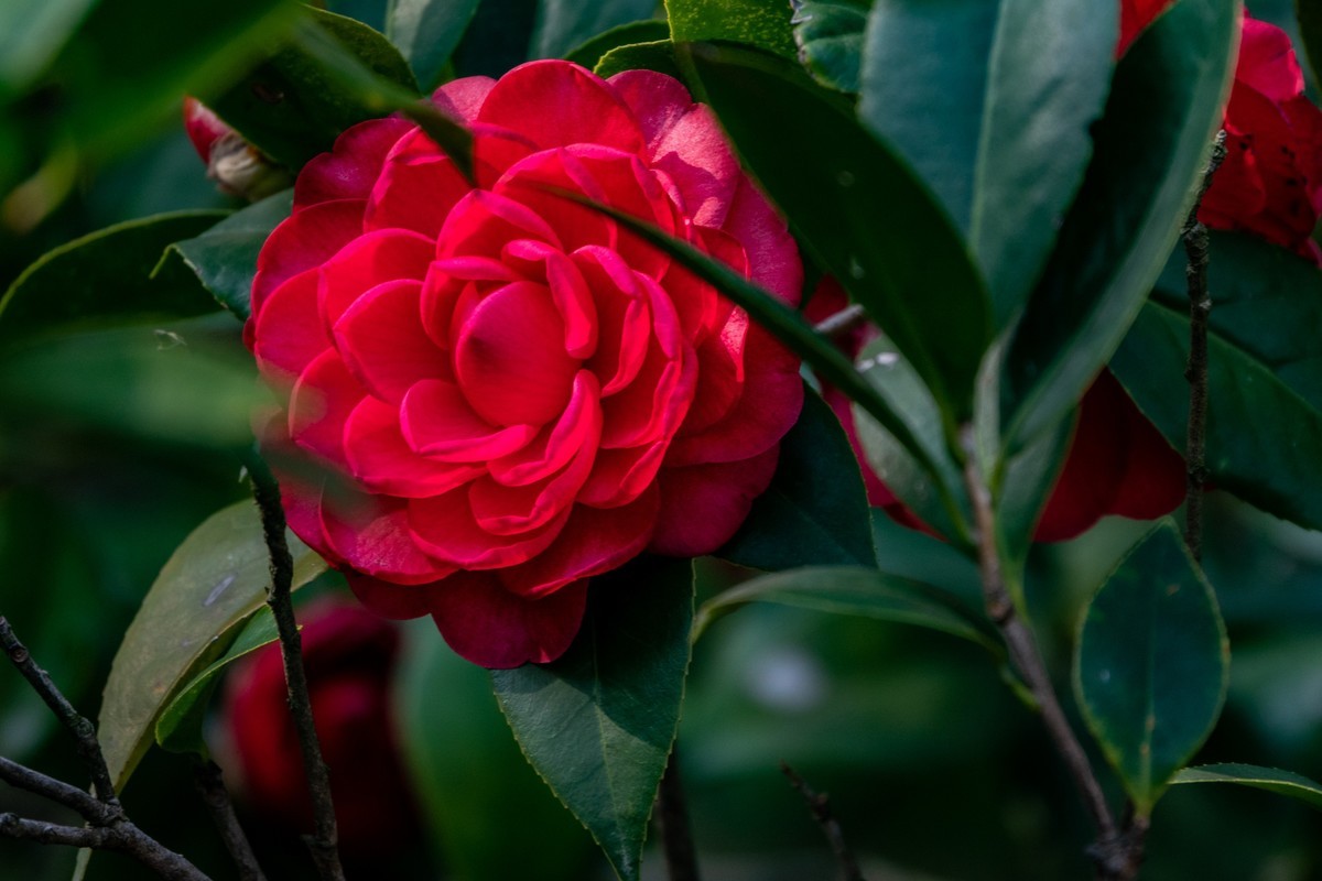 花枝招展（377）