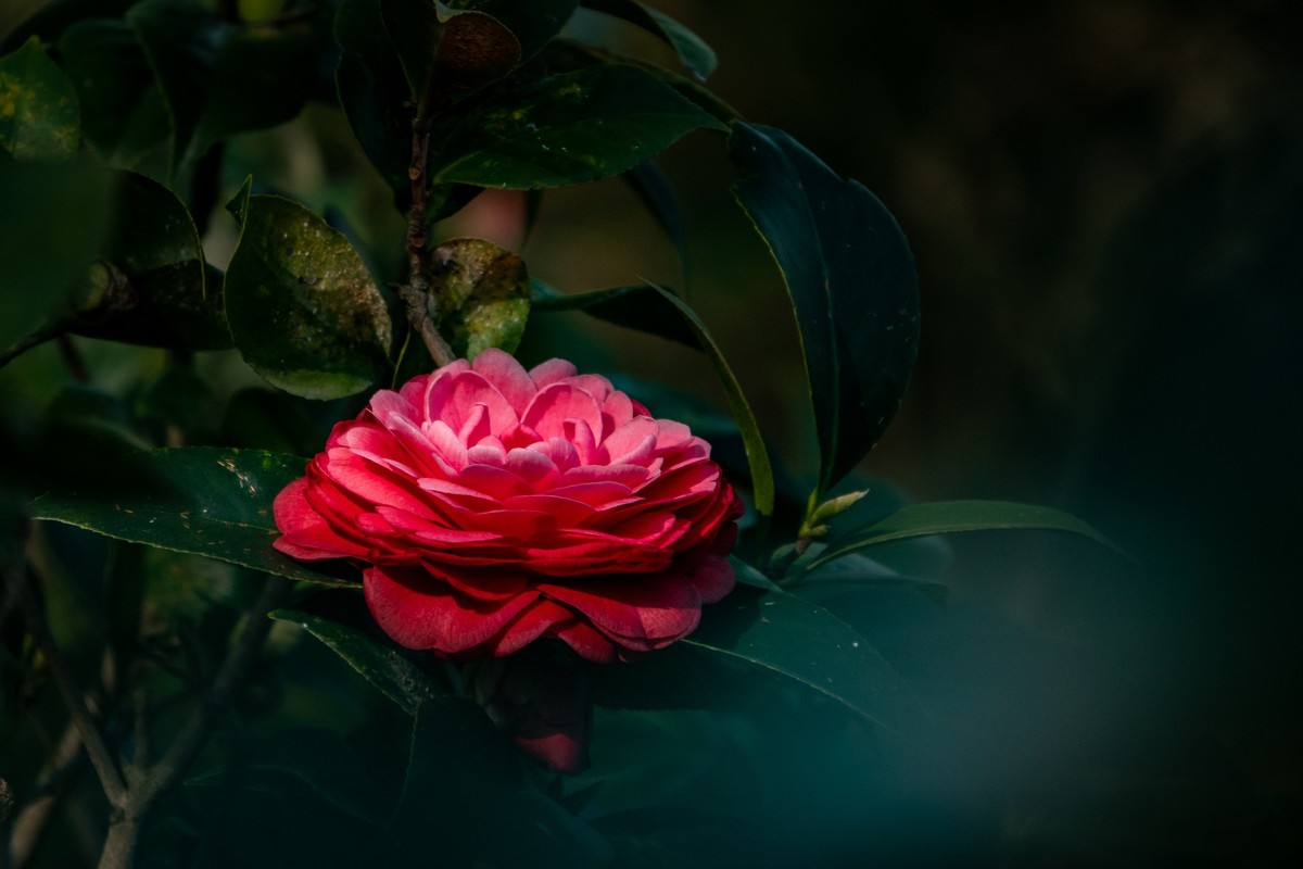 花枝招展（377）