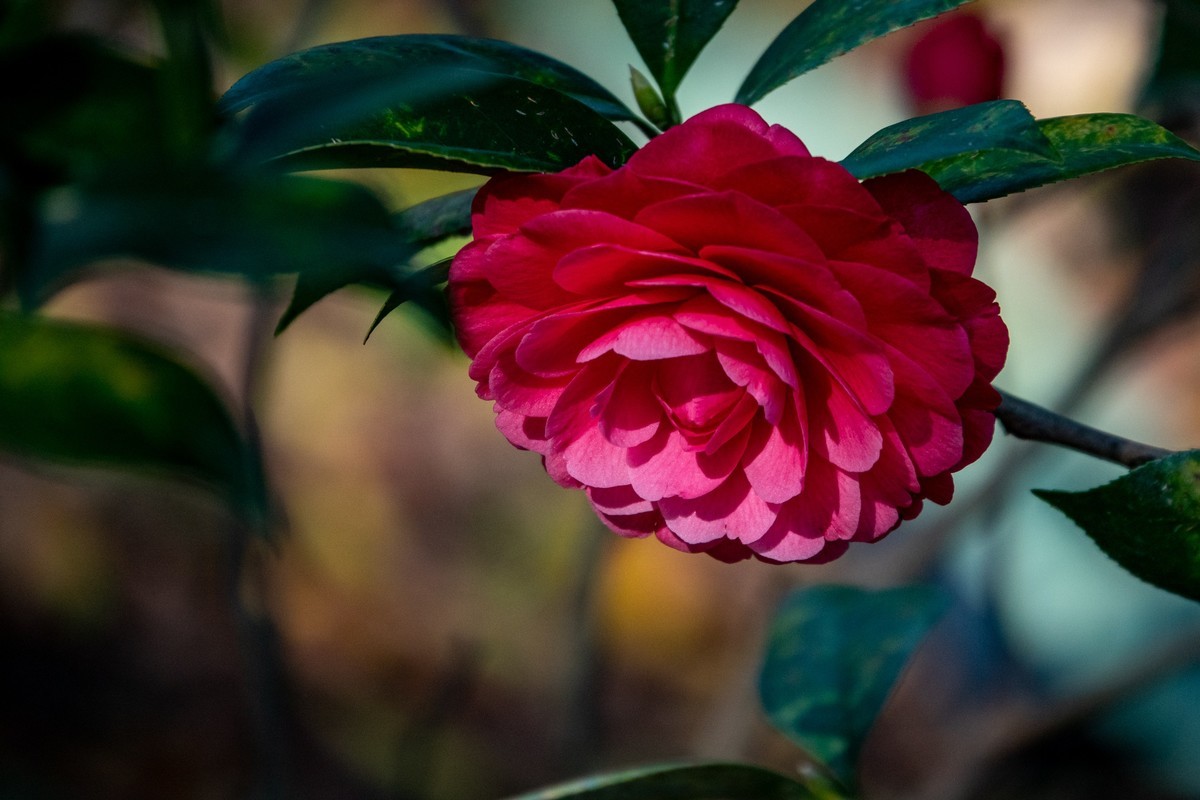 花枝招展（377）