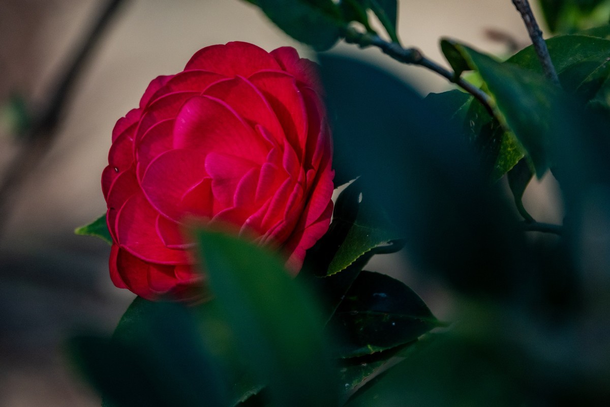 花枝招展（377）