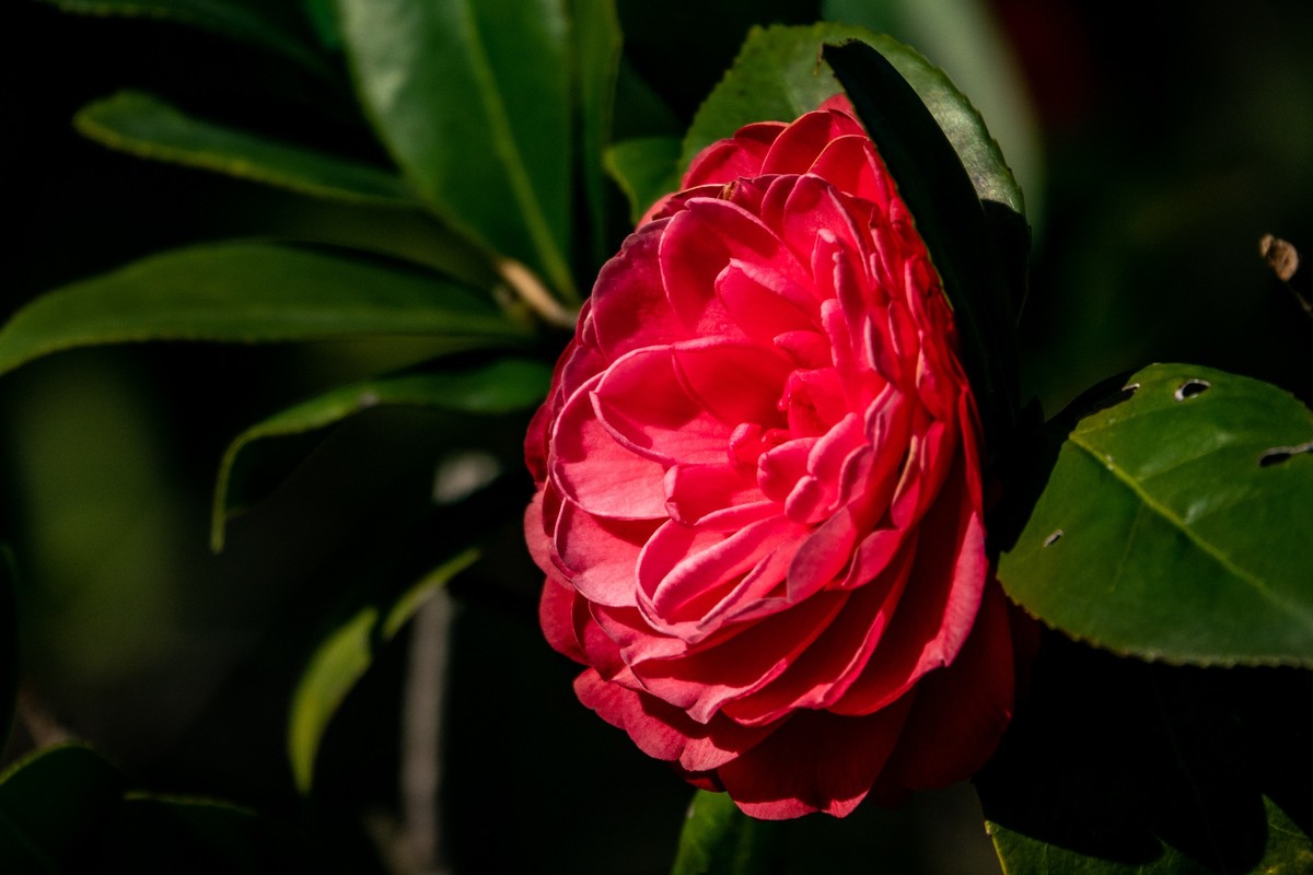 花枝招展（377）