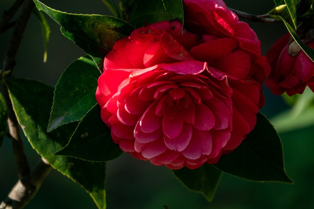 花枝招展（377）