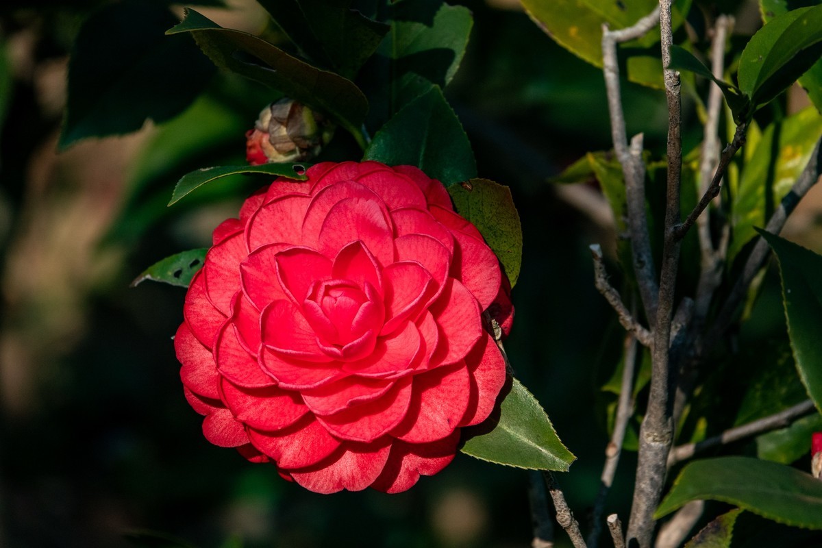 花枝招展（377）