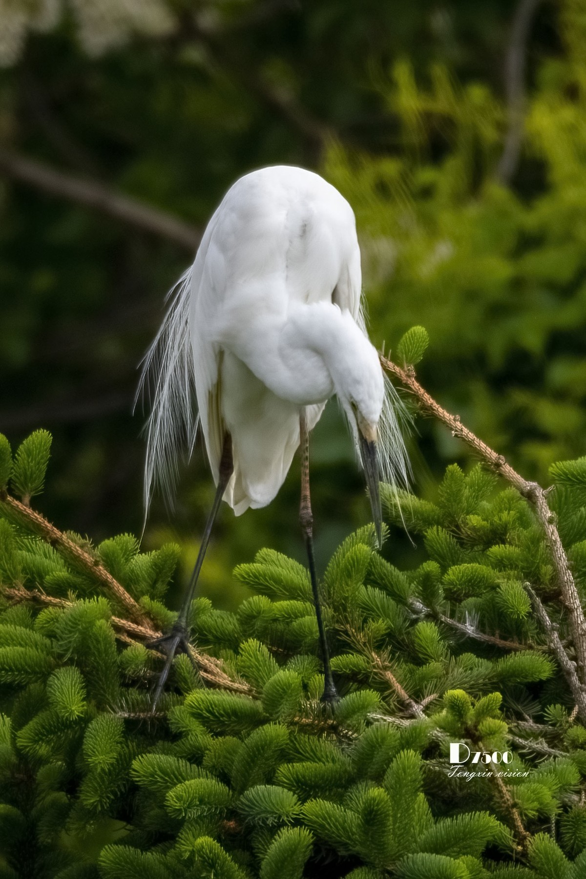 鹭岛里的白鹭（14）
