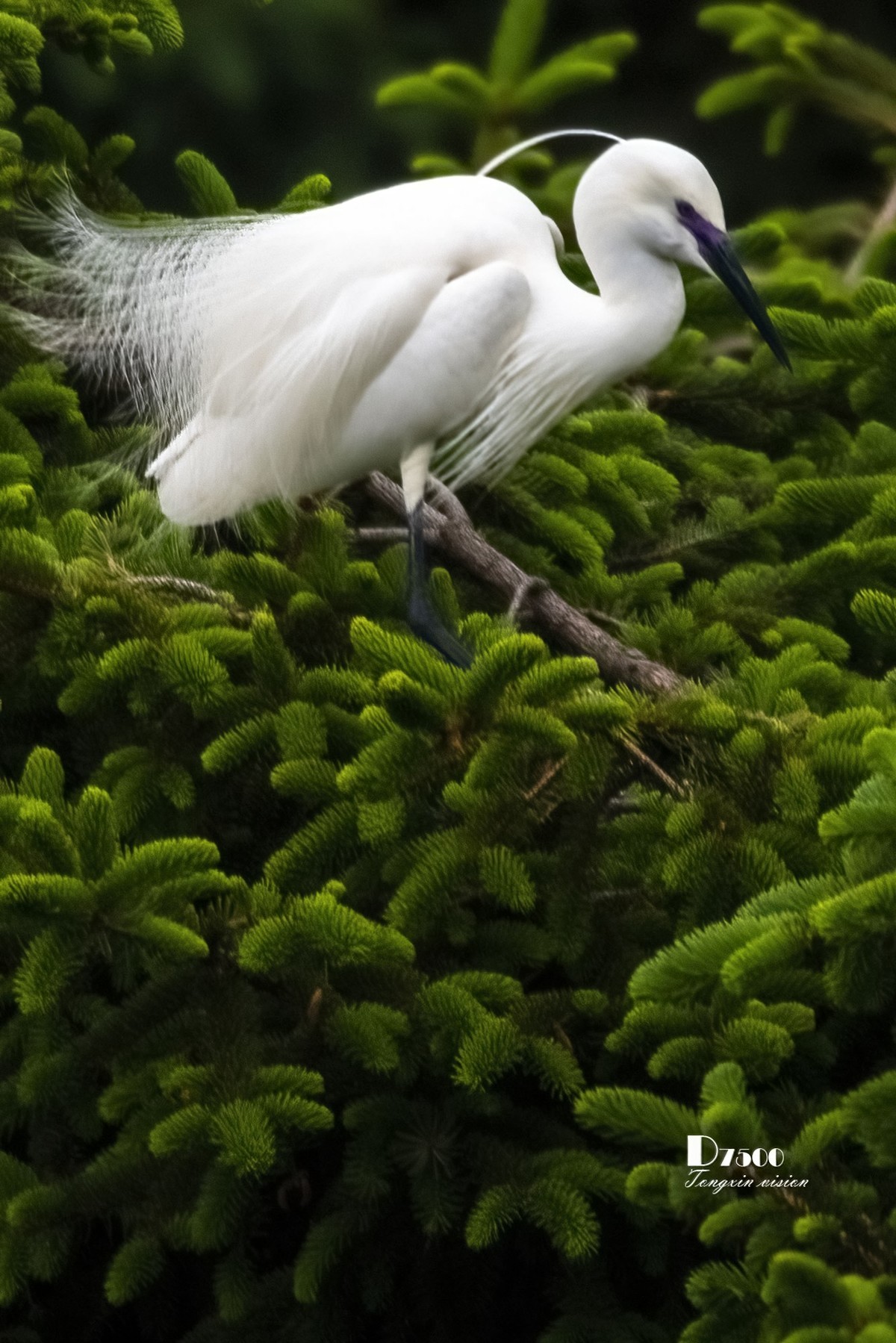 鹭岛里的白鹭（14）