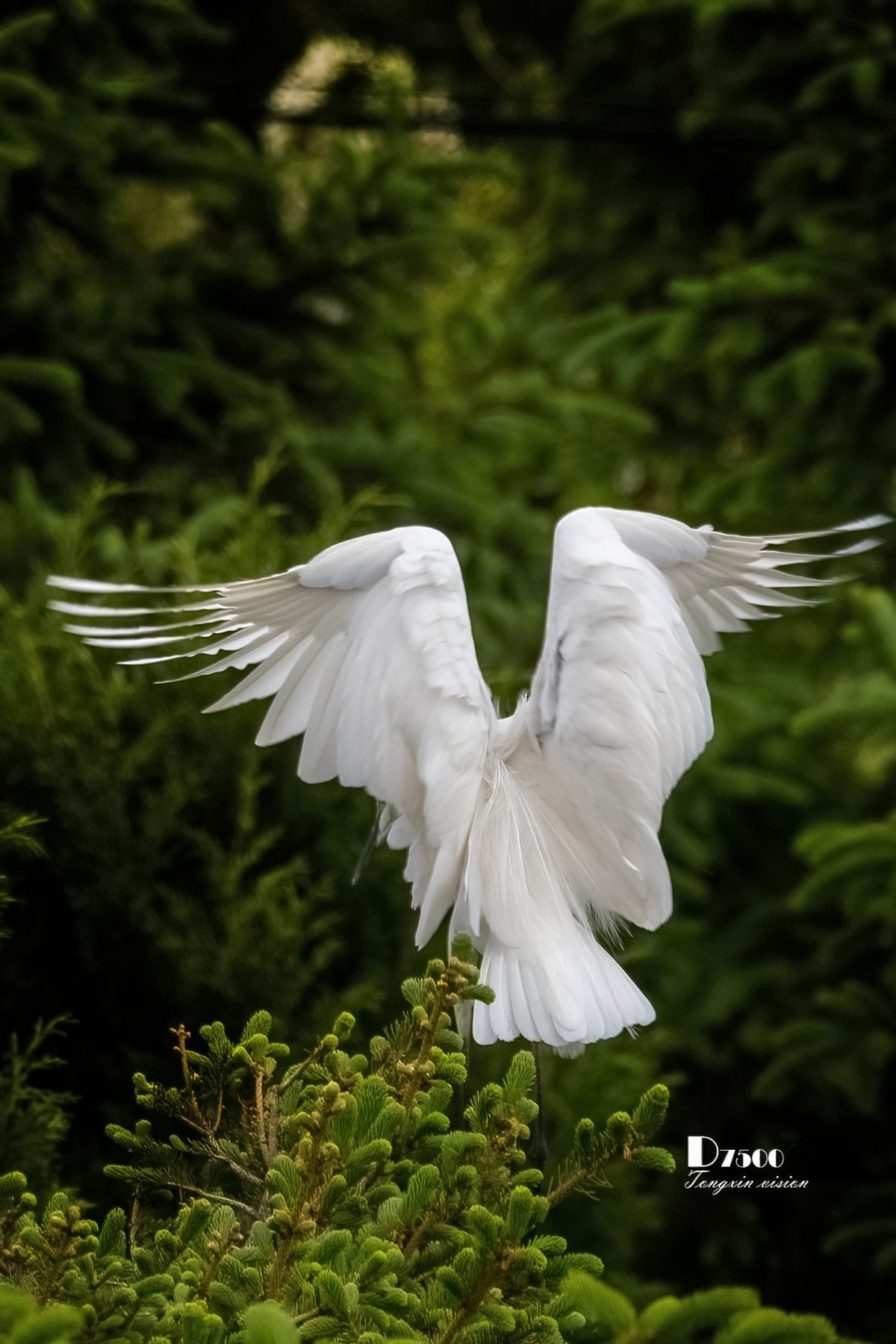 鹭岛里的白鹭（14）