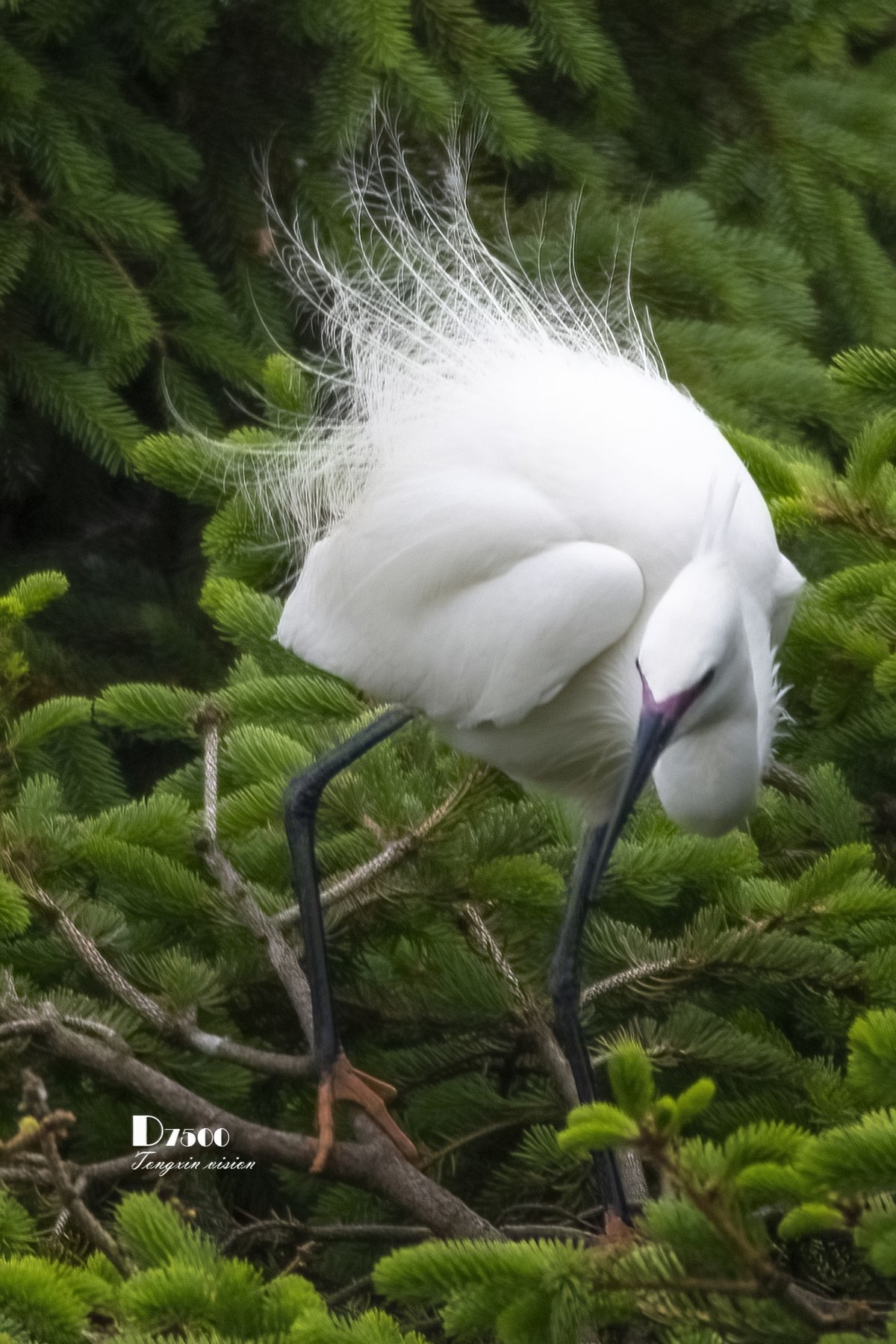 鹭岛里的白鹭（14）