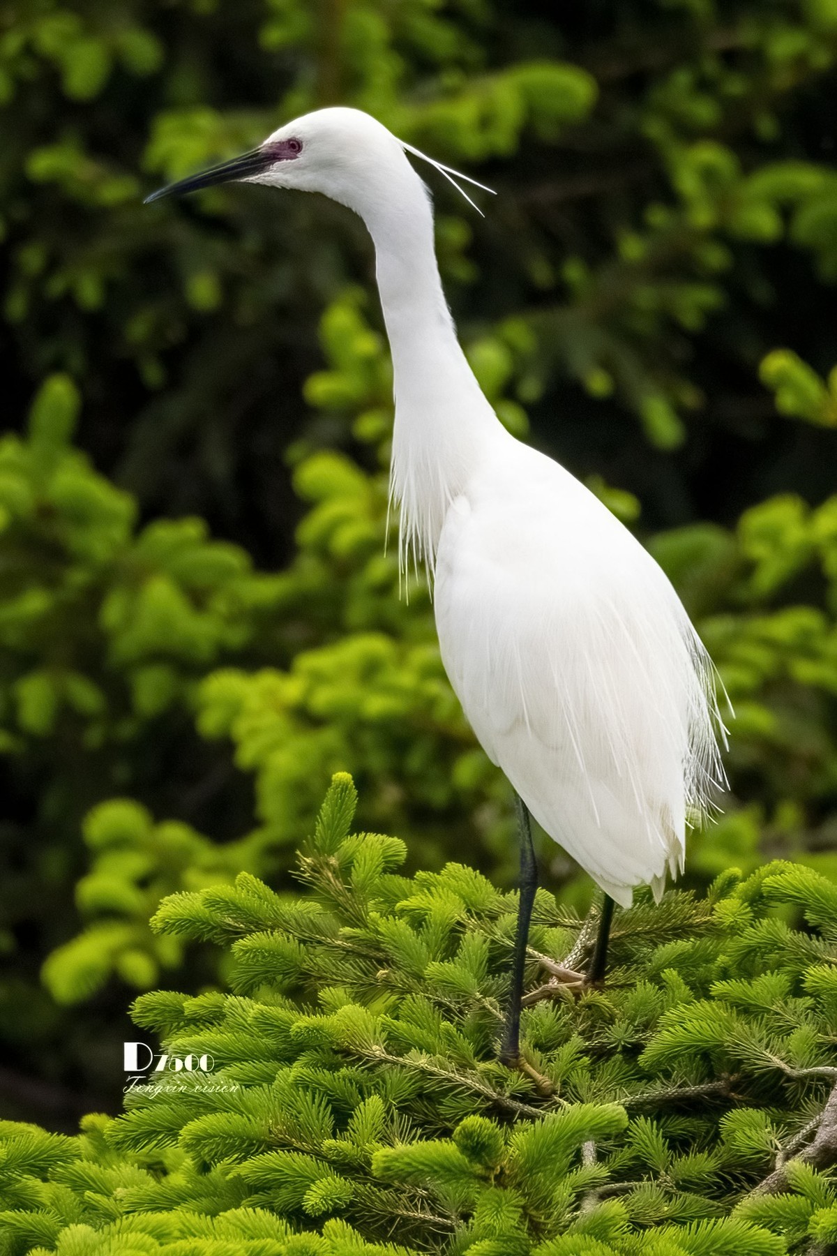鹭岛里的白鹭（14）