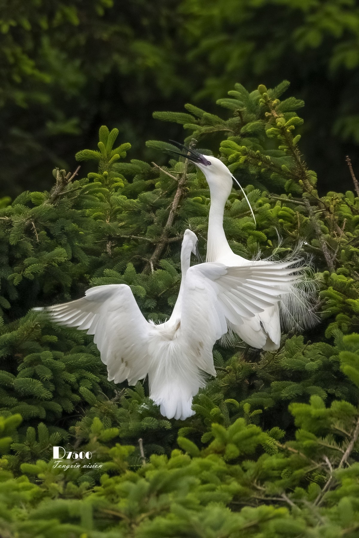 鹭岛里的白鹭（14）