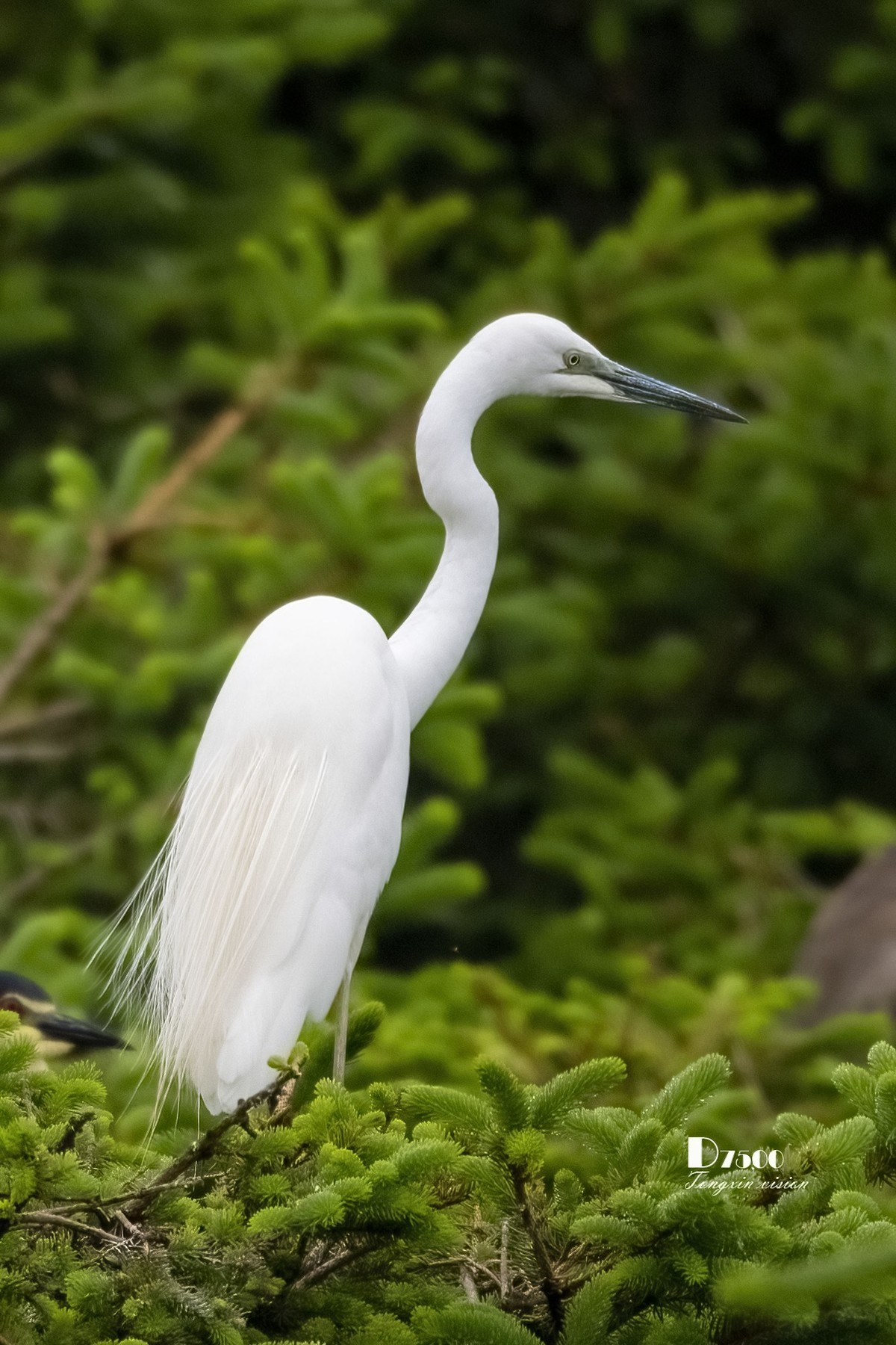 鹭岛里的白鹭（14）