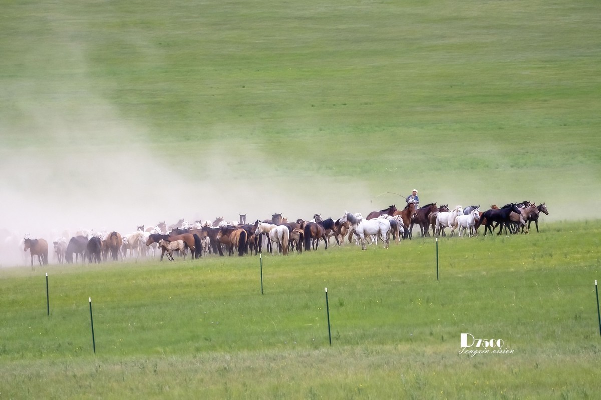 骏马驰骋（11）