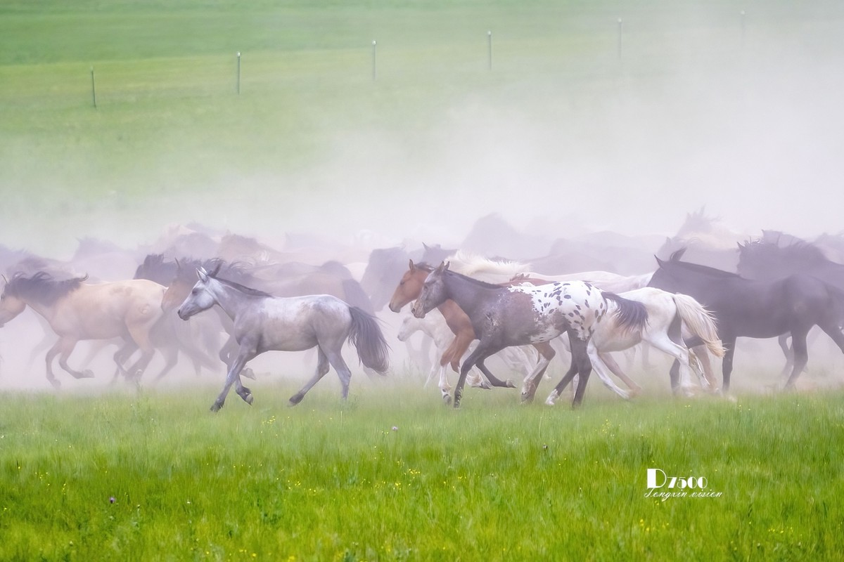 骏马驰骋（11）