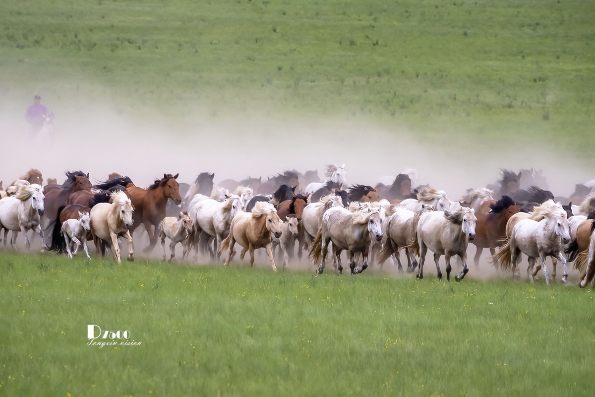 骏马驰骋（11）