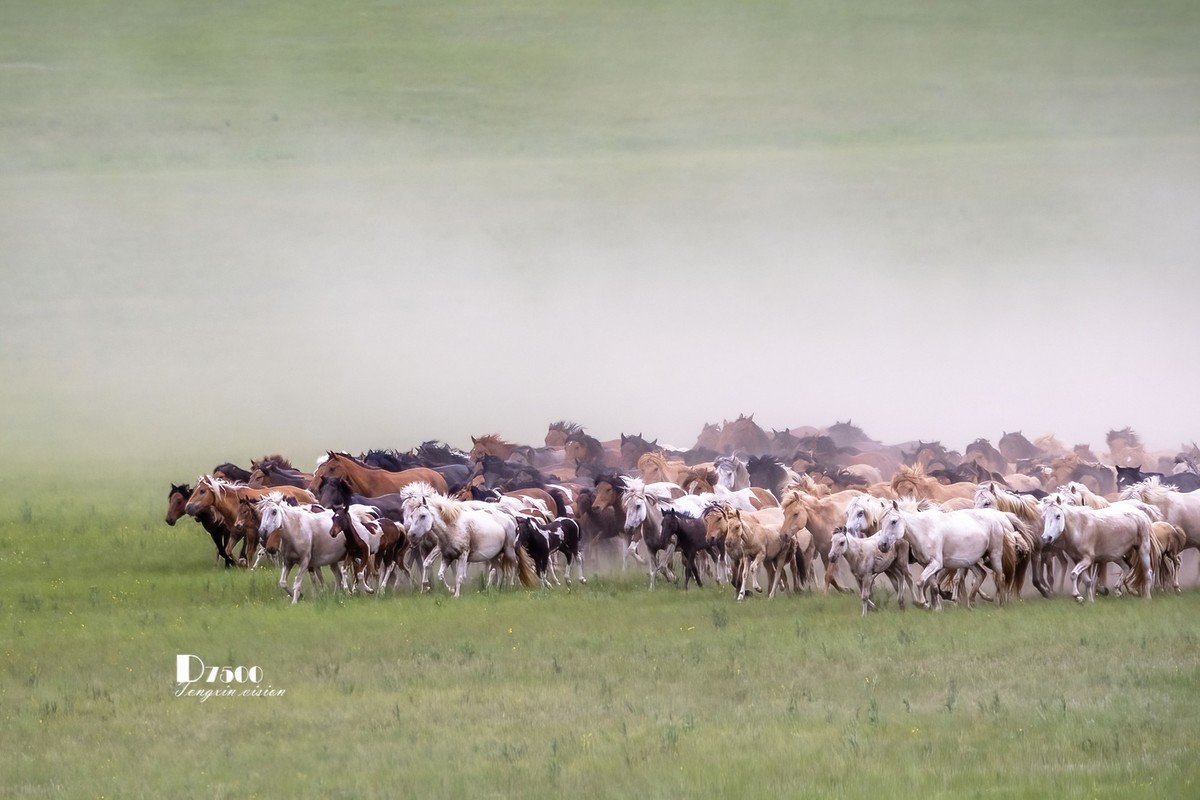 骏马驰骋（11）