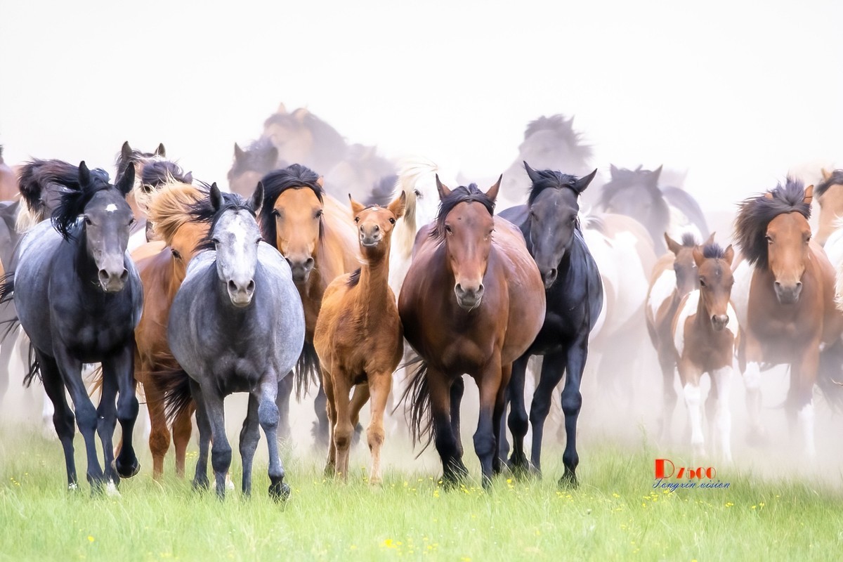 骏马驰骋（11）