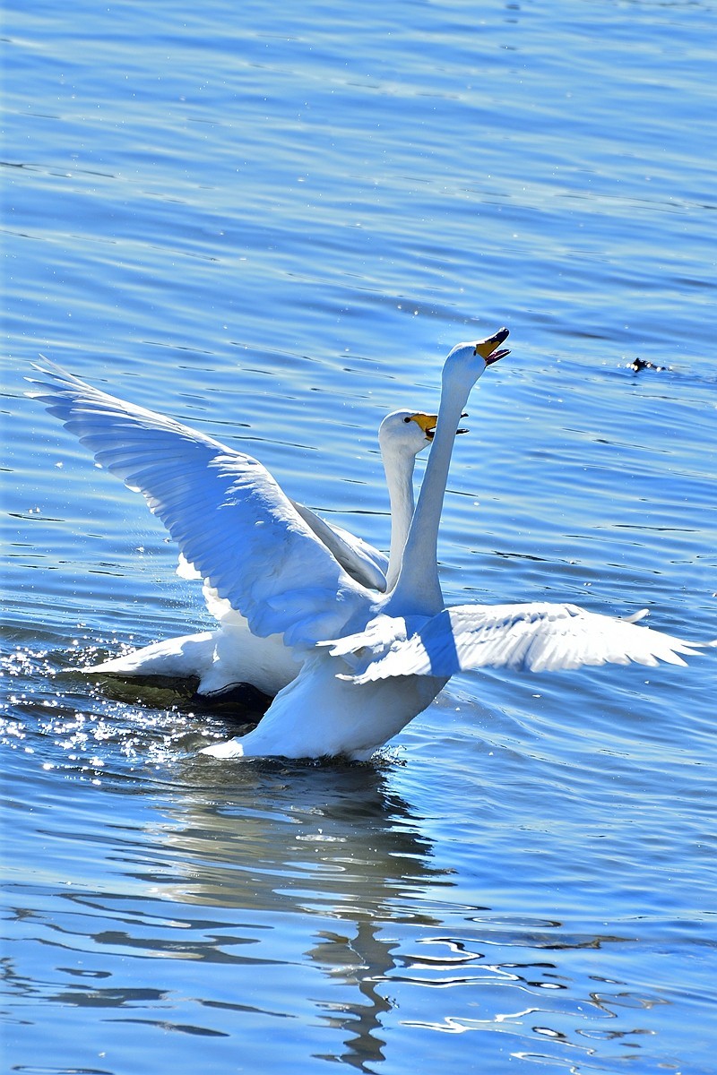 视觉光影荣成天鹅30