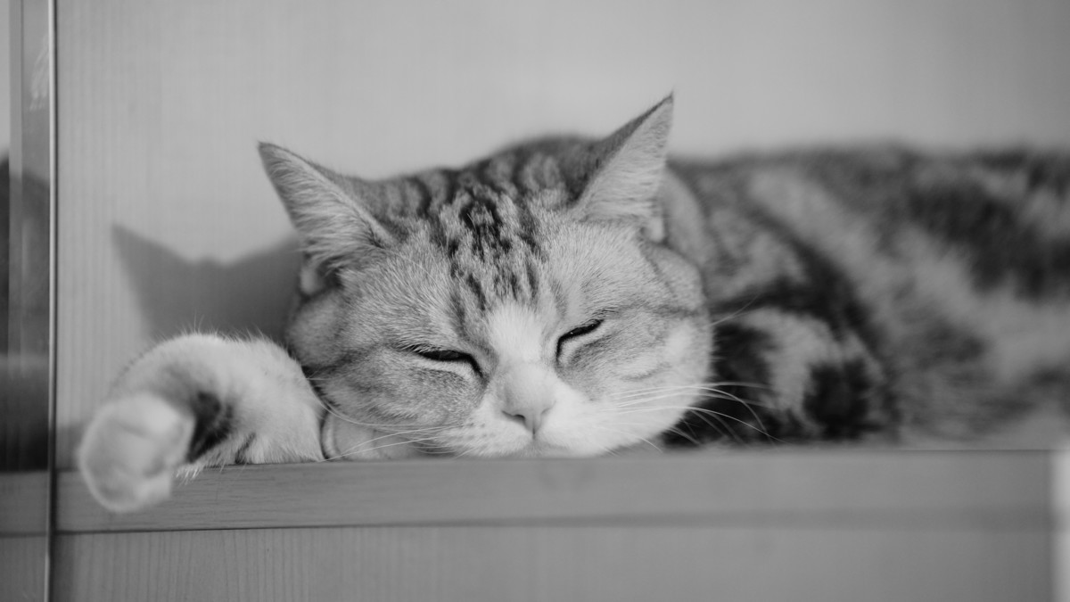 家里的小猫儿豆出镜