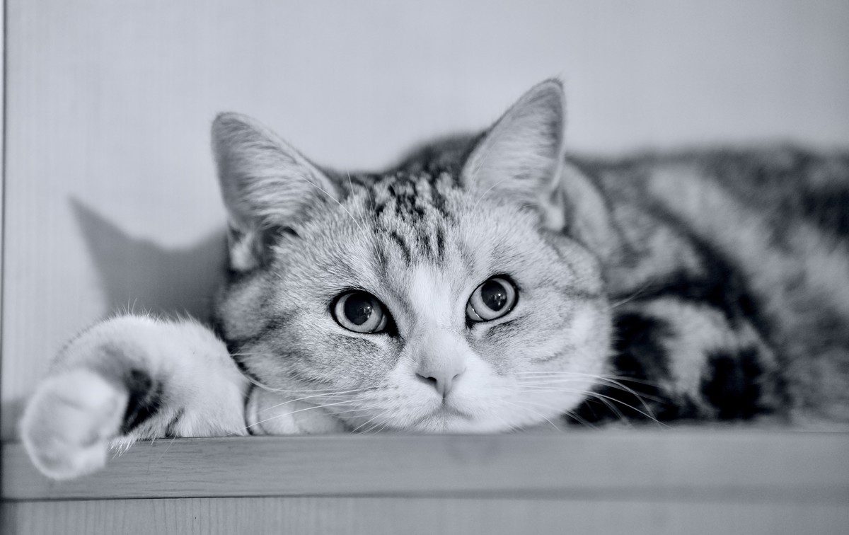 家里的小猫儿豆出镜