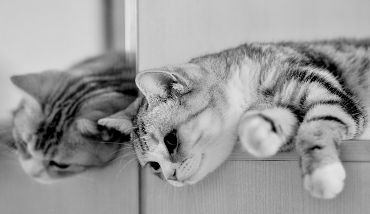 家里的小猫儿豆出镜