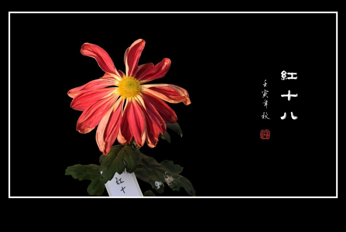 北海公园展出的名菊花-2