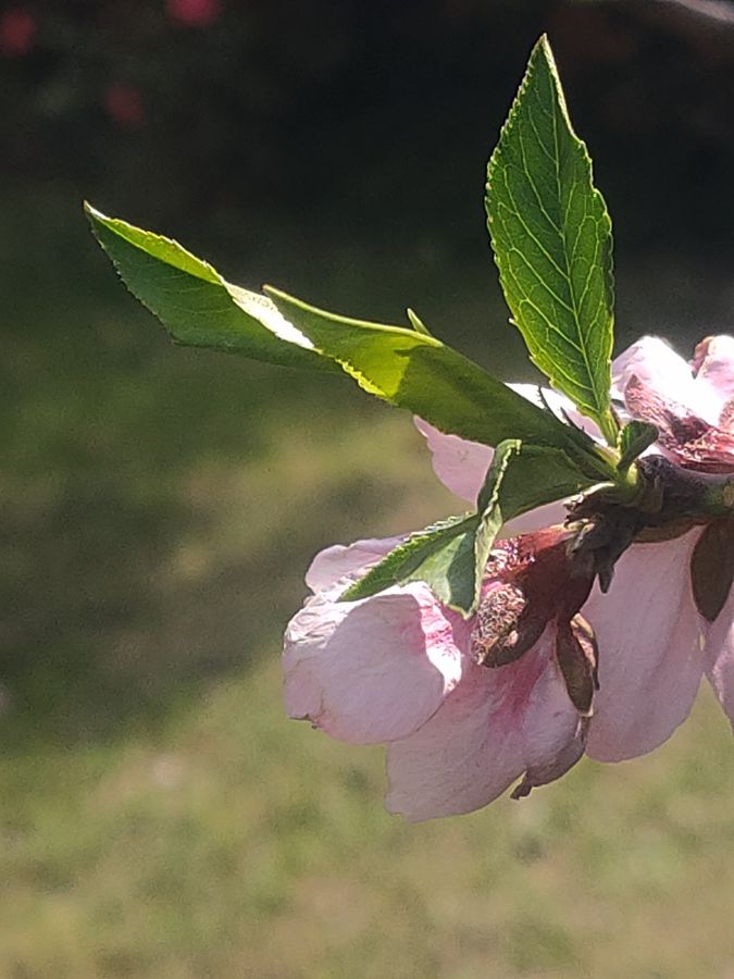 花卉系列【5230】