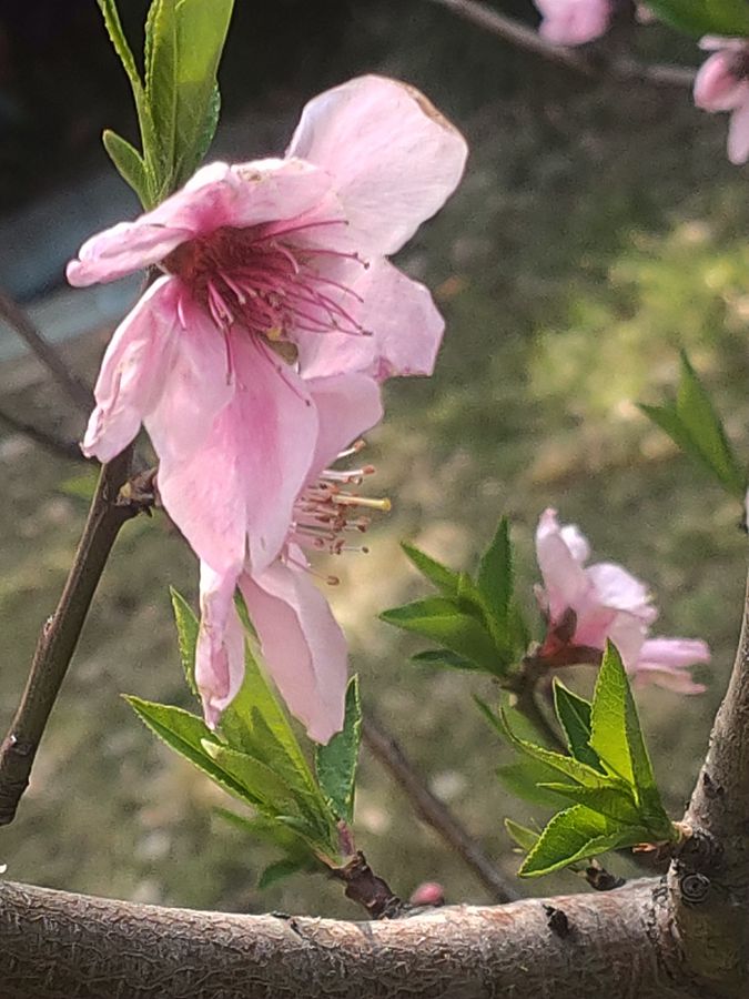 花卉系列【5230】