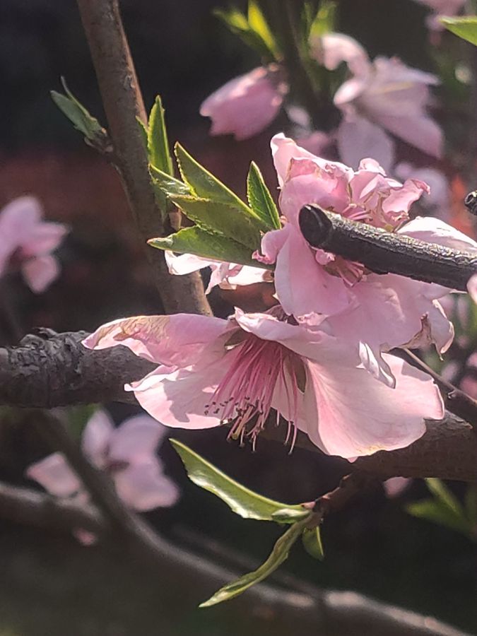 花卉系列【5230】