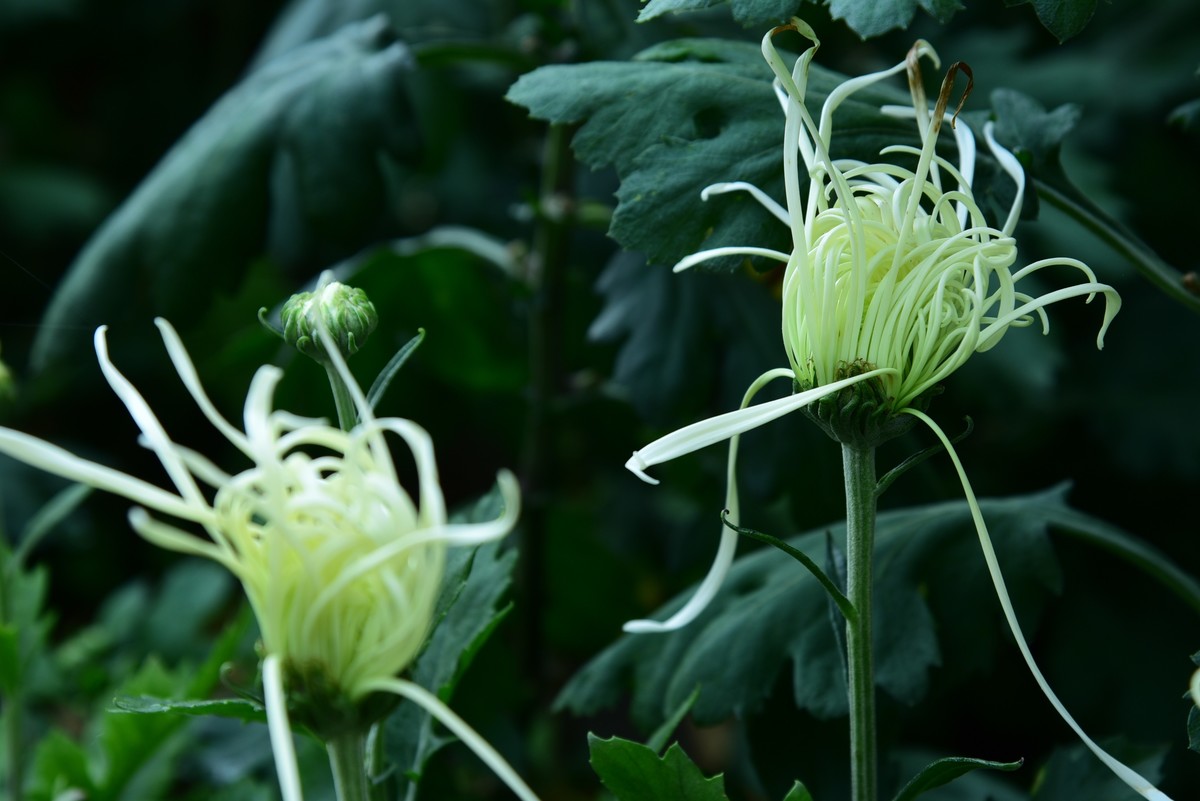 昆明------花海    【2023大观楼菊展】