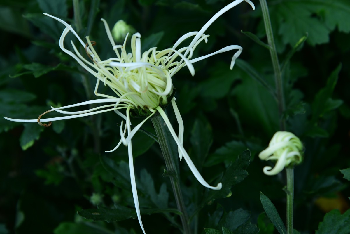 昆明------花海    【2023大观楼菊展】