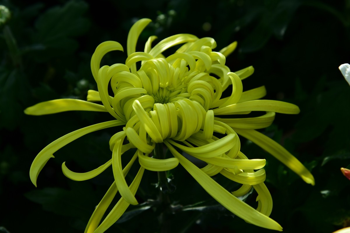 昆明------花海    【2023大观楼菊展】