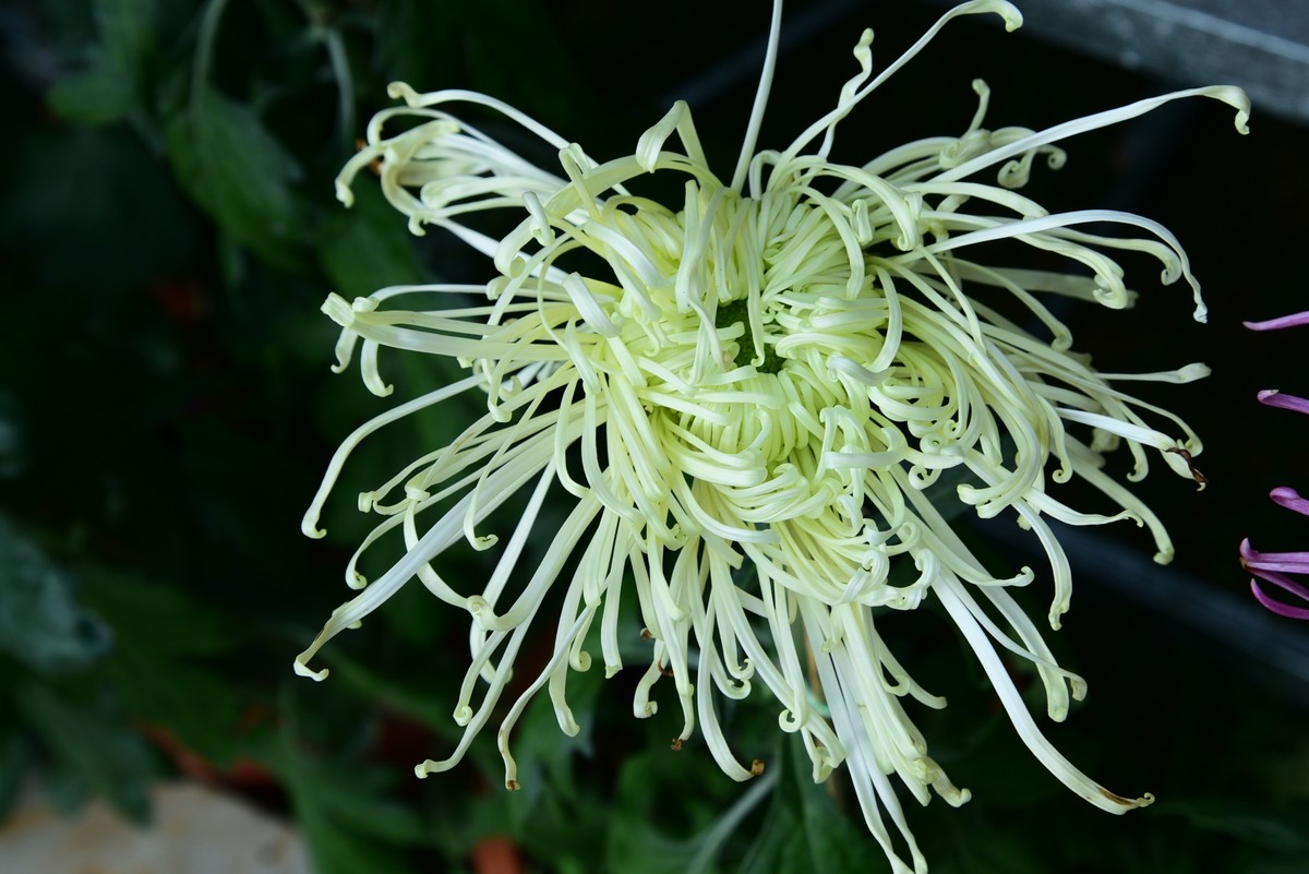 昆明------花海    【2023大观楼菊展】