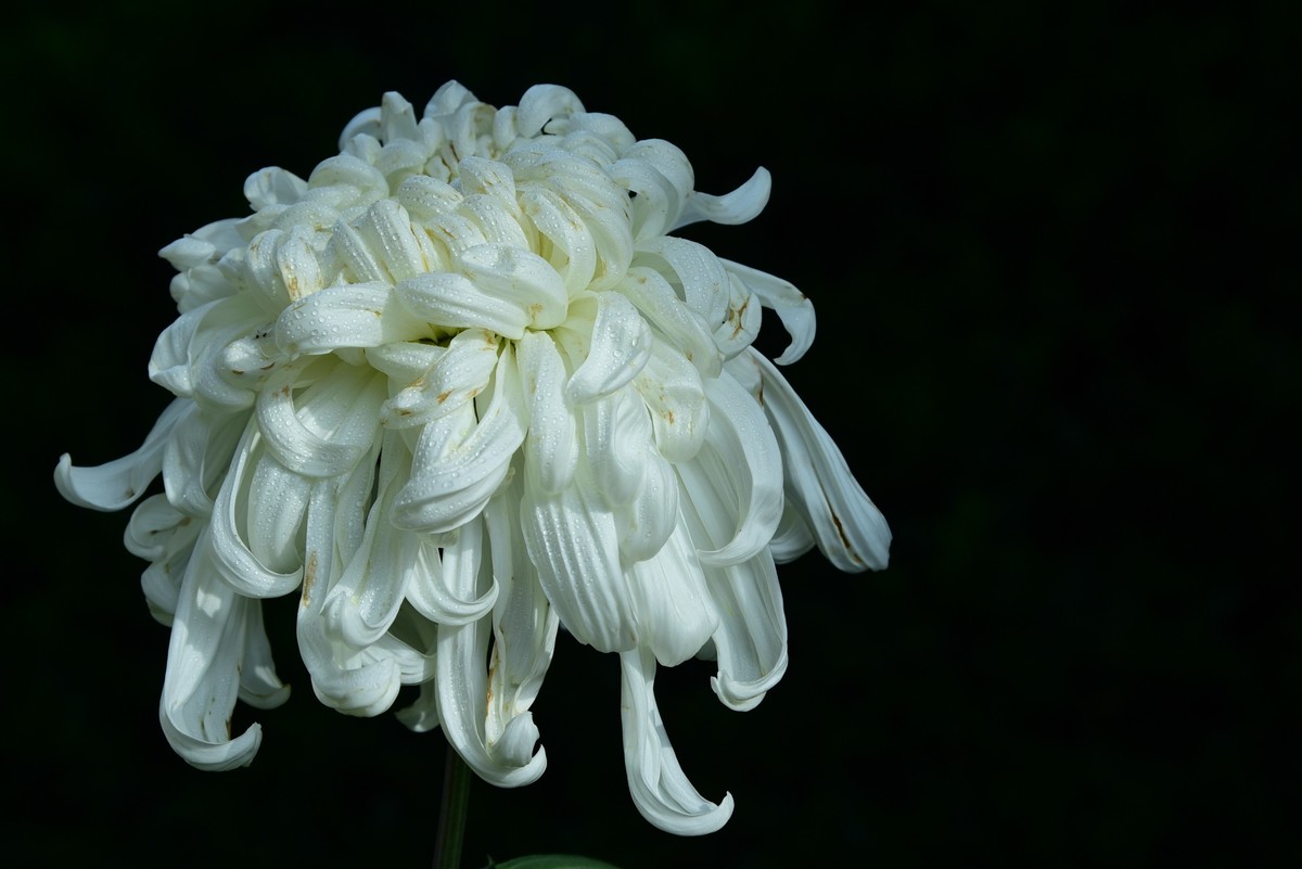 昆明------花海    【2023大观楼菊展】