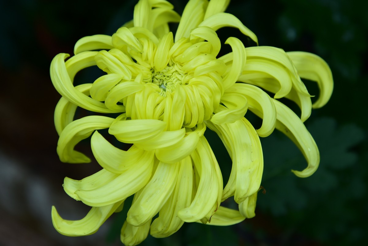 昆明------花海    【2023大观楼菊展】