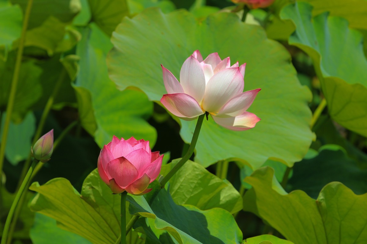 拍摄花卉一（320）