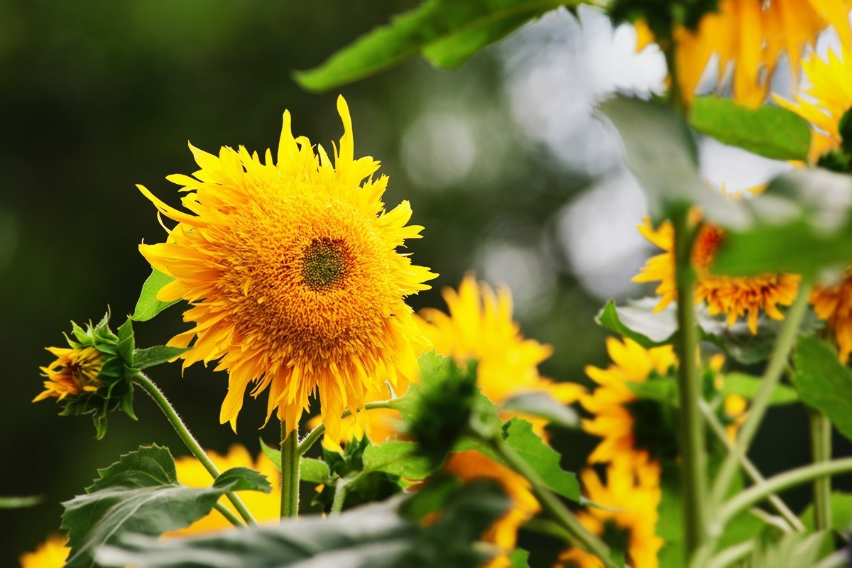 叫花式街舞的向阳花