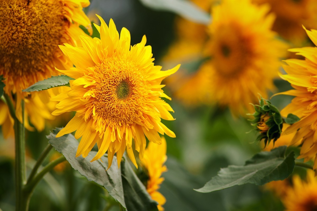 叫花式街舞的向阳花