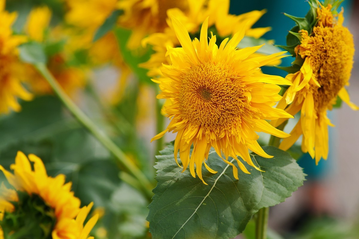 叫花式街舞的向阳花
