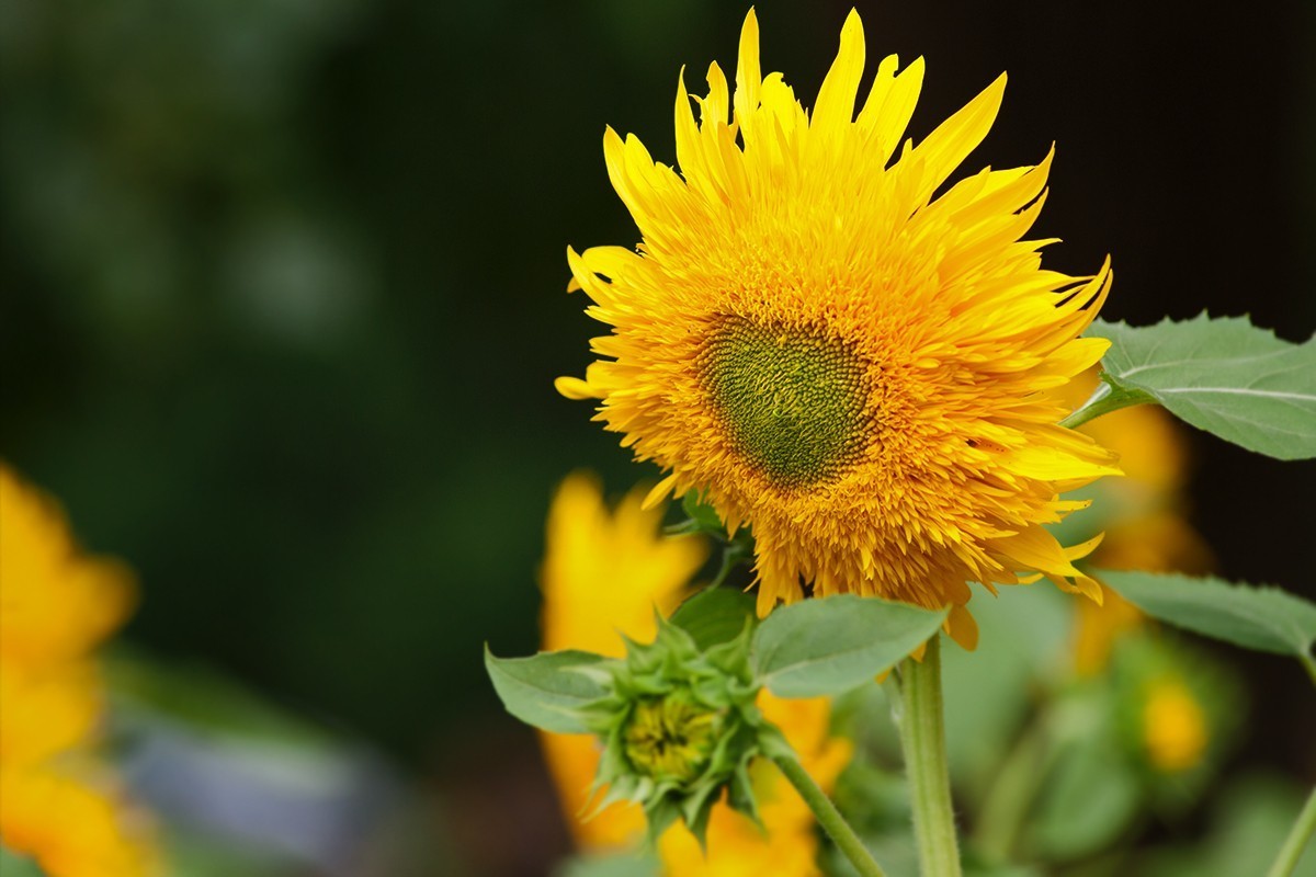 叫花式街舞的向阳花