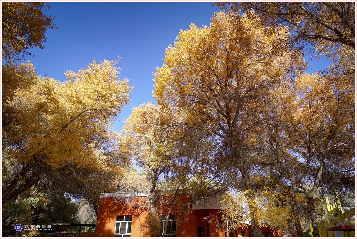 2024-（210）泽普金胡杨林公园（六）