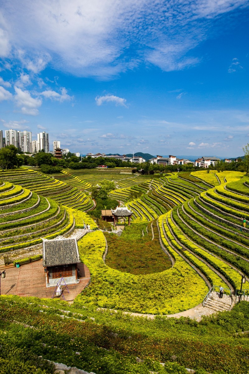 外出随拍（续156）.