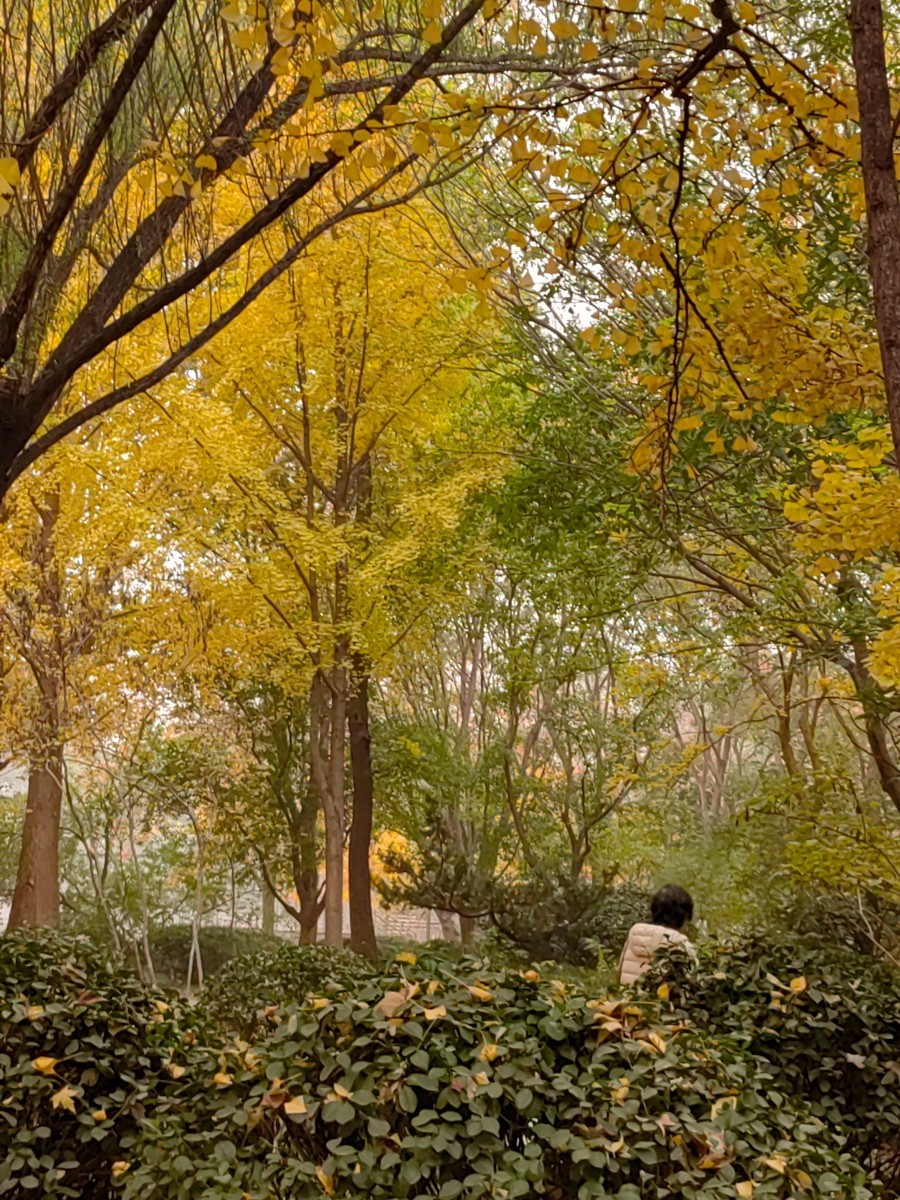 外出随拍（续213）.