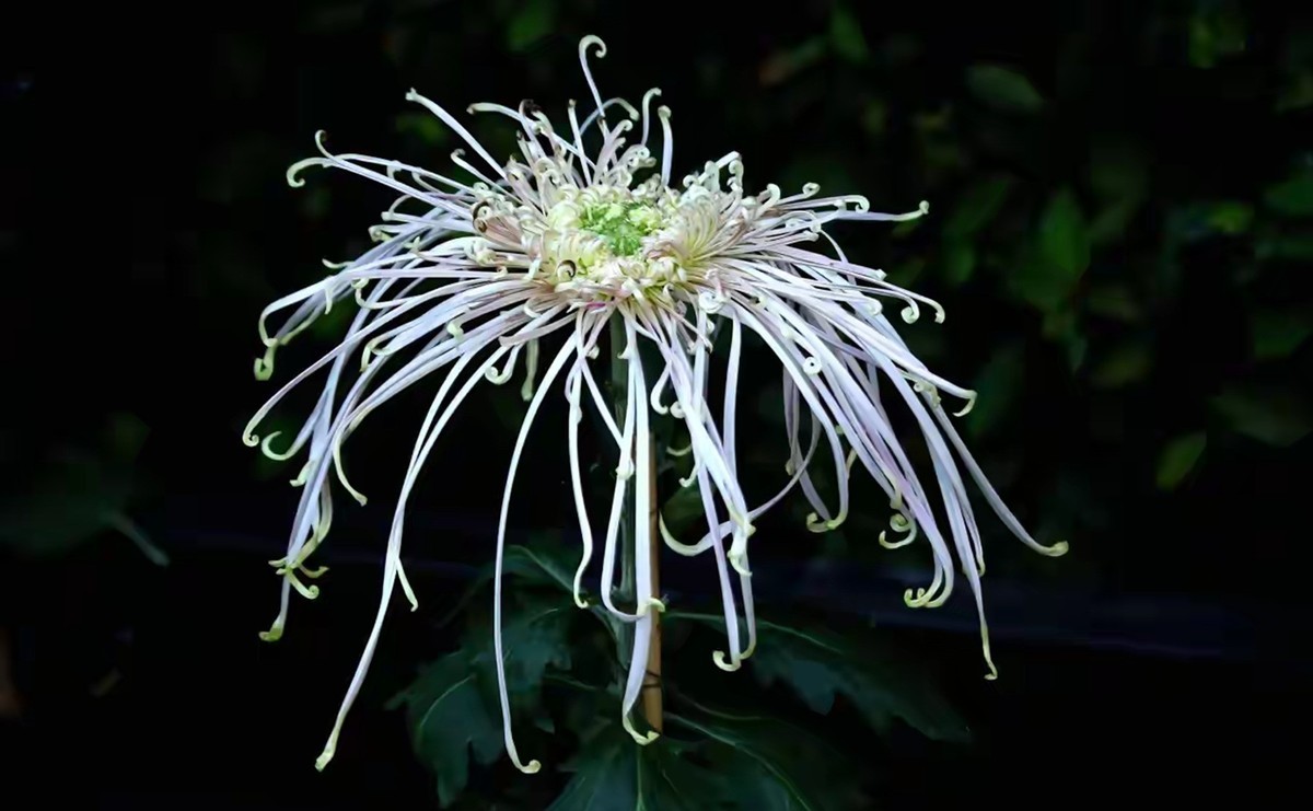 不是花中偏爱菊，此花开尽更无花