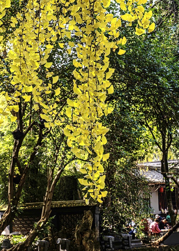 四川成都--崇州--罨画池秋色【10】