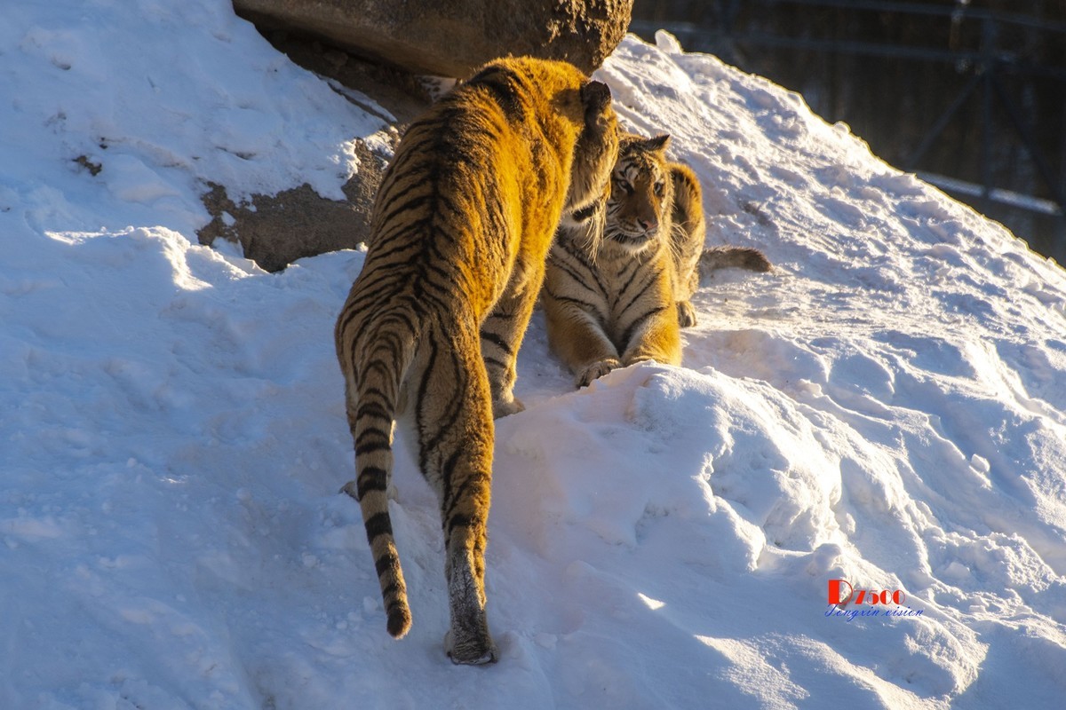 东北虎林园（46）