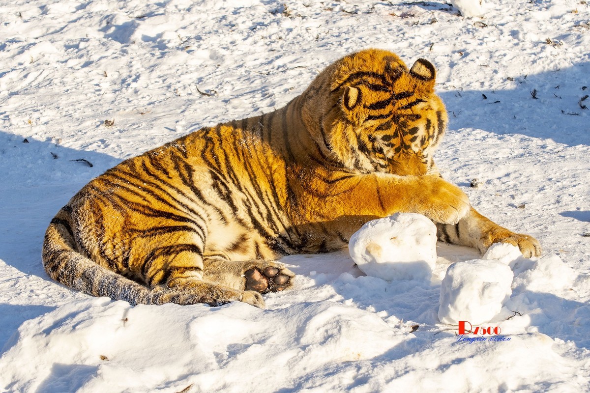 东北虎林园（46）