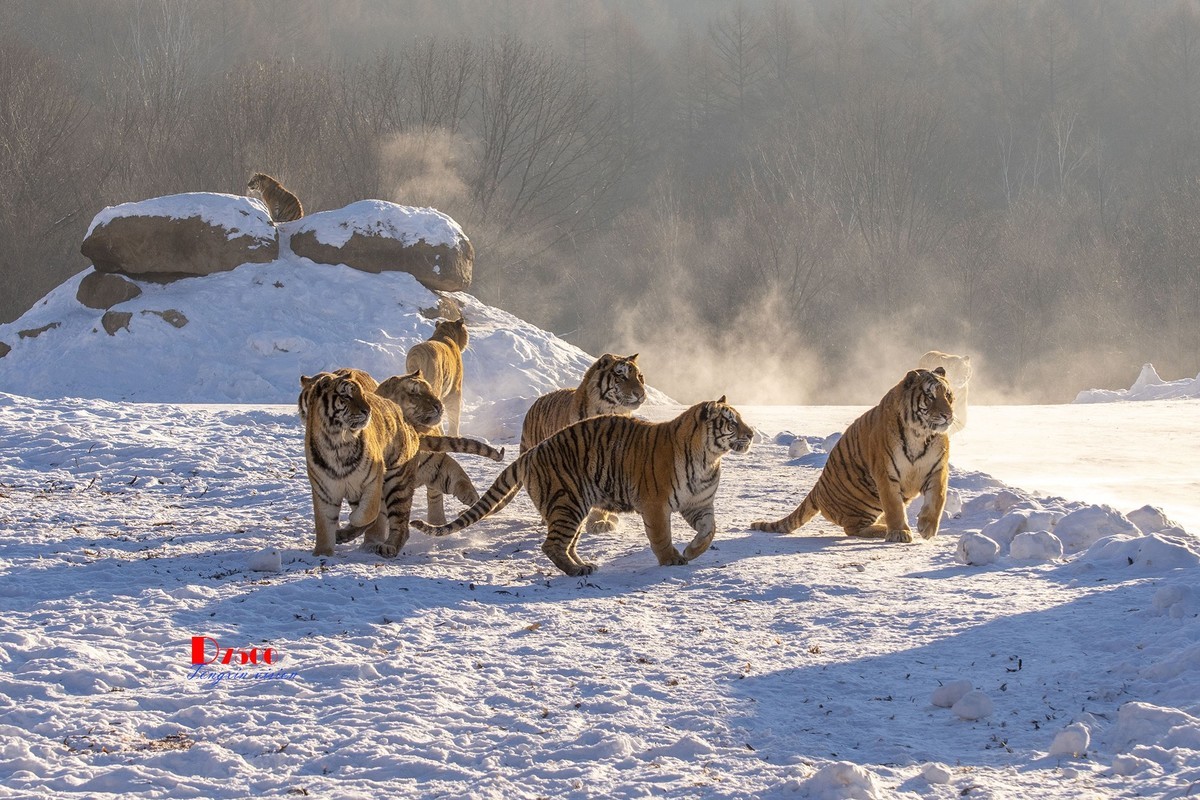 东北虎林园（46）