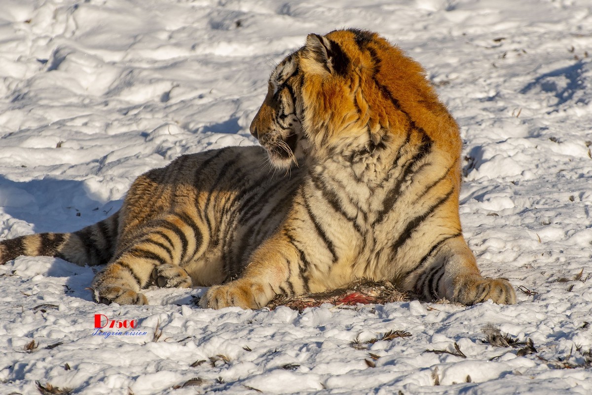 东北虎林园（46）