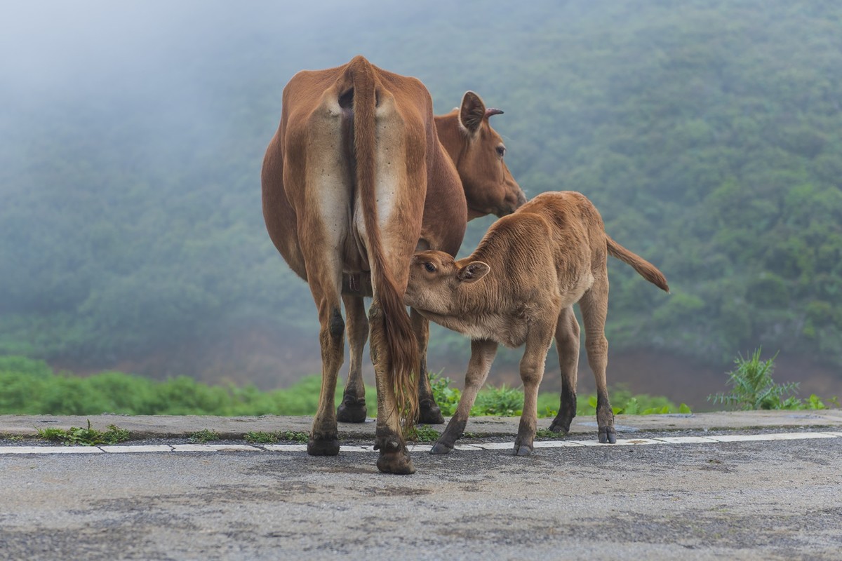 到大草原拍出牛片必须滴
