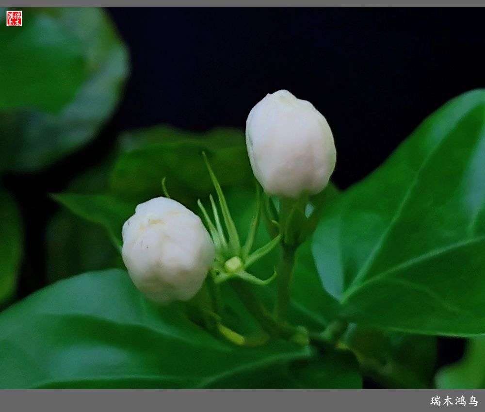 【2022之花季】38.好一朵美丽的茉莉花