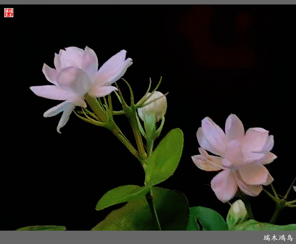 【2022之花季】38.好一朵美丽的茉莉花